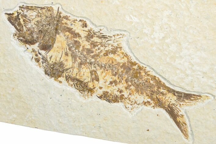 Bargain, Fossil Fish (Knightia) - Wyoming #346019